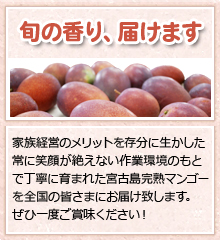 家族経営のメリットを存分に生かした常に笑顔が絶えない作業環境のもとで丁寧に育まれた宮古島完熟マンゴーを全国の皆さまにお届け致します。
ぜひ一度ご賞味ください！