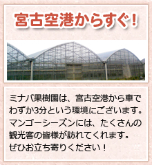 ミナバ果樹園は、宮古空港から車でわずか3分という環境にございます。マンゴーシーズンには、たくさんの観光客が皆様が訪れてくれます。ぜひお立ち寄りください！