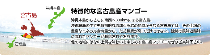 沖縄本島からさらに南西へ300kmにある宮古島。沖縄諸島の中でも特徴的な琉球石灰岩の地盤からなる宮古島では、その土壌の豊富なミネラル含有量から、ただ糖度が高いだけではない、独特の風味と酸味に溢れたマンゴーが栽培されております。他の地域にはない上質な味わいを楽しめる宮古島マンゴーをぜひご賞味下さい。